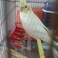 عروس هلندی معاوضه با پاکوتاه
