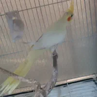 عروس هلندی نر  مست مست