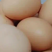 تخم مرغ محلی