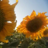 چاه و زمین کشاورزی اجاره ای