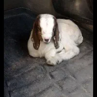 قربانی کردن بز|حیوانات مزرعه|بناب, |دیوار