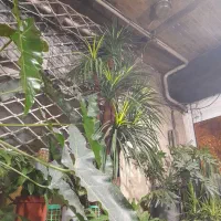 درخت مصنوعی|گل مصنوعی|تهران, امیریه|دیوار