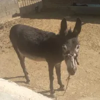 الاغ