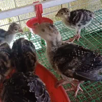 جوجه بوقلمون۲۰ روزه