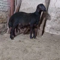 بره قوچ هموزایگوت