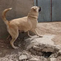حیوانات