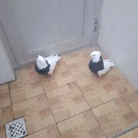 قیمت دونه ۴۰۰|پرنده|مبارکه, |دیوار