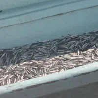 فروش موتور۲۰۰و۸۵ استور و جلی و ادوات صیادی  پرساین