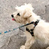 سگ شیتزو تیریر