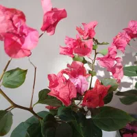 فروش گل کاغذی