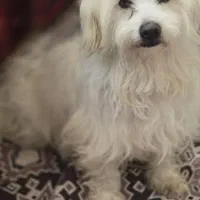 فروش سگ نژاد شیتزو