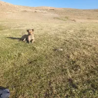 سگ گله عالی|سگ|خلخال, |دیوار