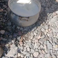 بز افغان پرشیر بدون کهره