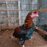 خروس لاری|حیوانات مزرعه|رشت, شهرک احمد خمینی|دیوار
