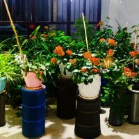 انواع گلهای زینتی اورگانیک.