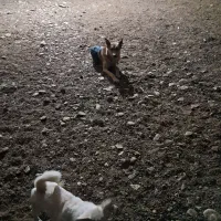 سگ نر|سگ|زالیان, |دیوار