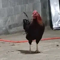 خروس محلی معاوضه با مرغ|حیوانات مزرعه|کلیائی, |دیوار