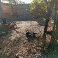 غاز و اوردک اسراعیلی|حیوانات مزرعه|قشلاق دشت, |دیوار