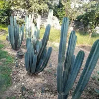 کاکتوس پریانوس|گل و گیاه طبیعی|زرگرشهر, |دیوار