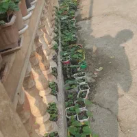 گل های سینره همه رنگ 10--15