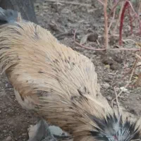 خروس کاکولی|حیوانات مزرعه|تربت‌حیدریه, آغوی|دیوار