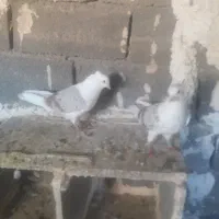 خوشونه|پرنده|چگنی, |دیوار