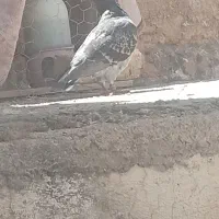 کفتر