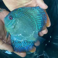 ماهی دیسکس همه سایزی|ماهی|اندیشه, شهرک صدف|دیوار