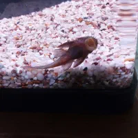 لجن خوار L59|ماهی|قم, بکایی|دیوار