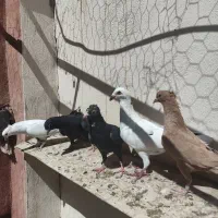 5تا نر‌گردن کلفت