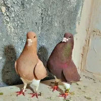 کفتر نیوکاسل