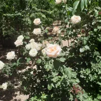 منزل-ویلایی