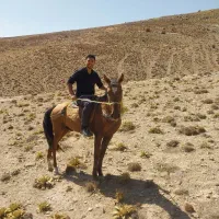 اسب نر|اسب و تجهیزات اسبسواری|شیروان (خراسان), |دیوار