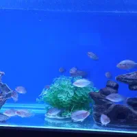 بچه ماهی فلاور