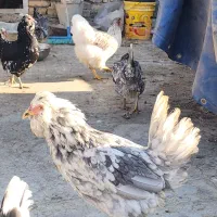 تخم مرغ نطفه دار|حیوانات مزرعه|فلاورجان, |دیوار