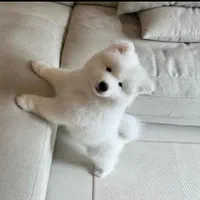 سگ ساموئید|سگ|تهران, درکه|دیوار