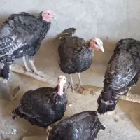 بوقلمون|حیوانات مزرعه|گلبهار, بیزکی|دیوار