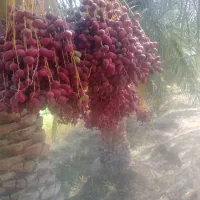 خرید خرما