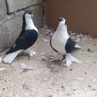 کبوتر لاهور|پرنده|ریز, |دیوار