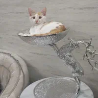واگذاری گربه به دلیل مهاجرت