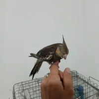 عروس هلندی|پرنده|فردیس, شهرک ۱۱۰|دیوار