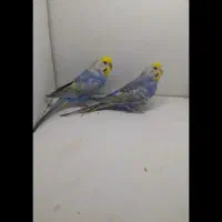 مرغ عشق رینبو