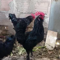 خروس قربانی سیاه وسفید