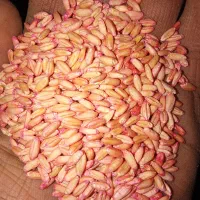 گندم آذر 2 و نخود پا بلند بذری دیم فروش فوری|عمدهفروشی|کنگاور, |دیوار