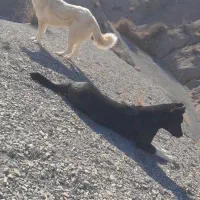 دوتا سگ|سگ|شیروان (خراسان), |دیوار