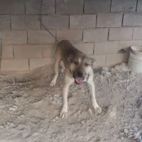 سگ نگهبان|سگ|اصفهان, ابر|دیوار