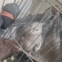 عروس هلندی|پرنده|پاکدشت, خاتون آباد|دیوار