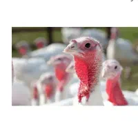 بوقلمون بیوتی سفید