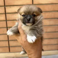 پامر عروسکی ماده نهایت وزن ۲ کیلو