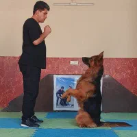 آموزش سگ-تربیت سگ-مربی سگ